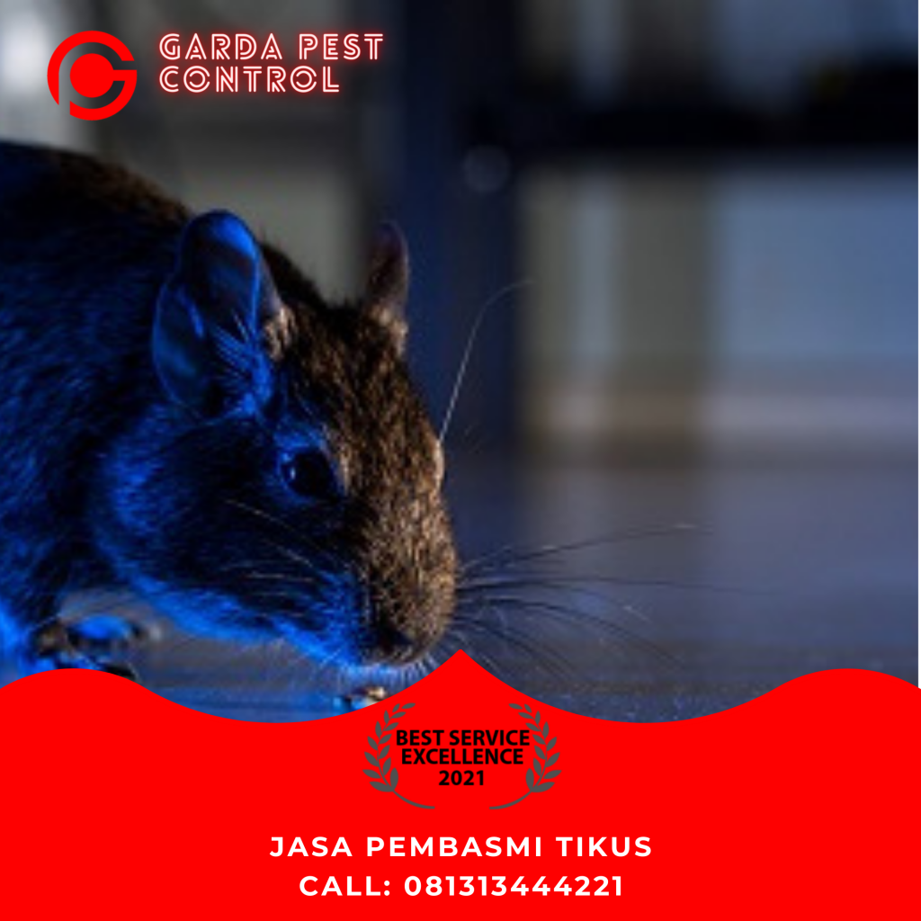 Jasa Pembasmi Tikus Murah di Bandung