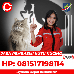 Jasa Basmi Kutu Kucing Jakarta Selatan