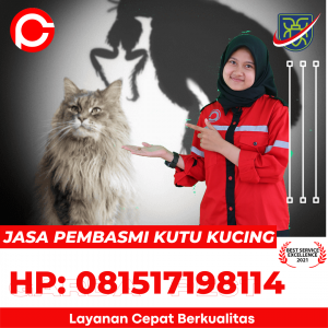 Jasa Pembasmi Kutu Kucing Bekasi Timur